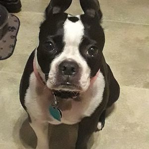 Meet your Posher, Dalia